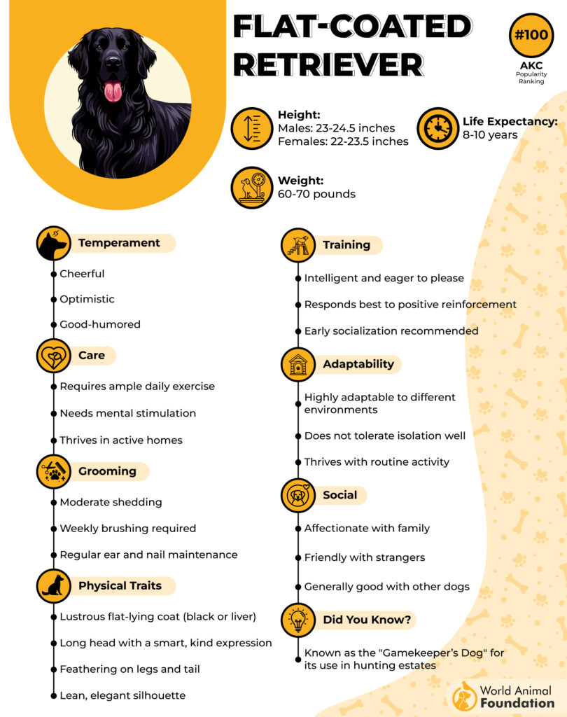 Flat Coated Retriever Profile