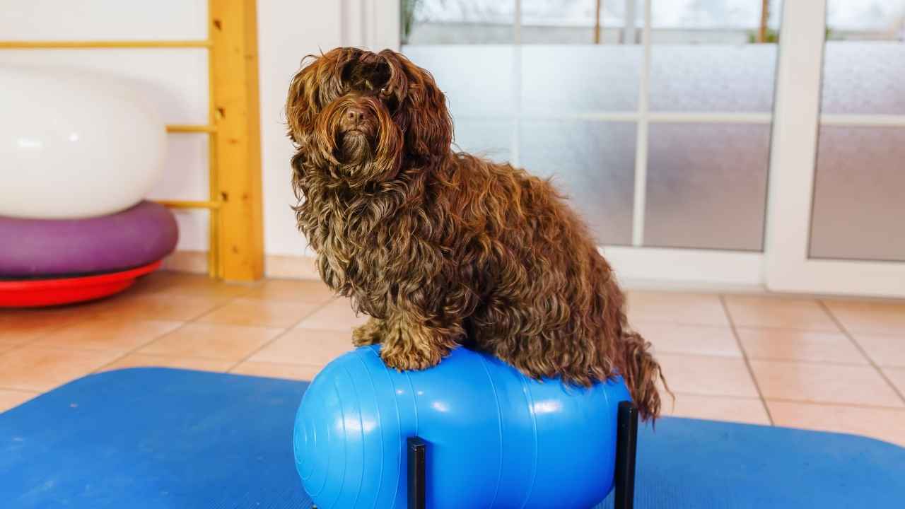 Havanese
