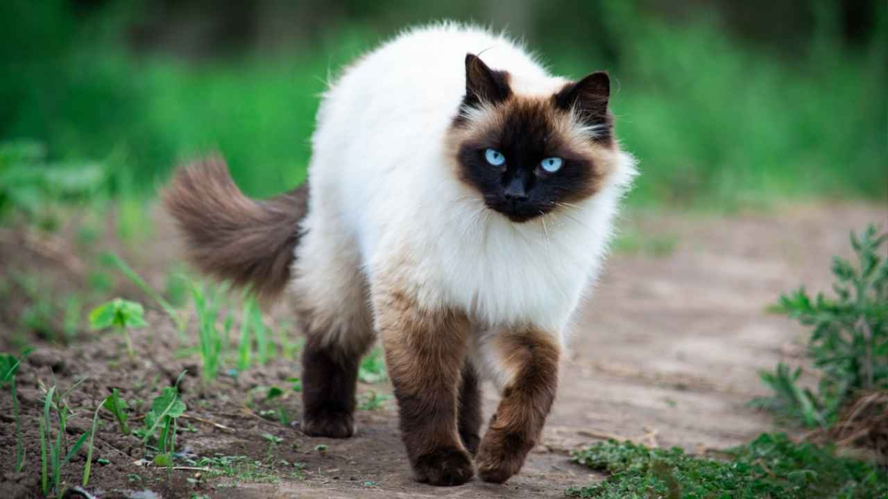 Himalayan