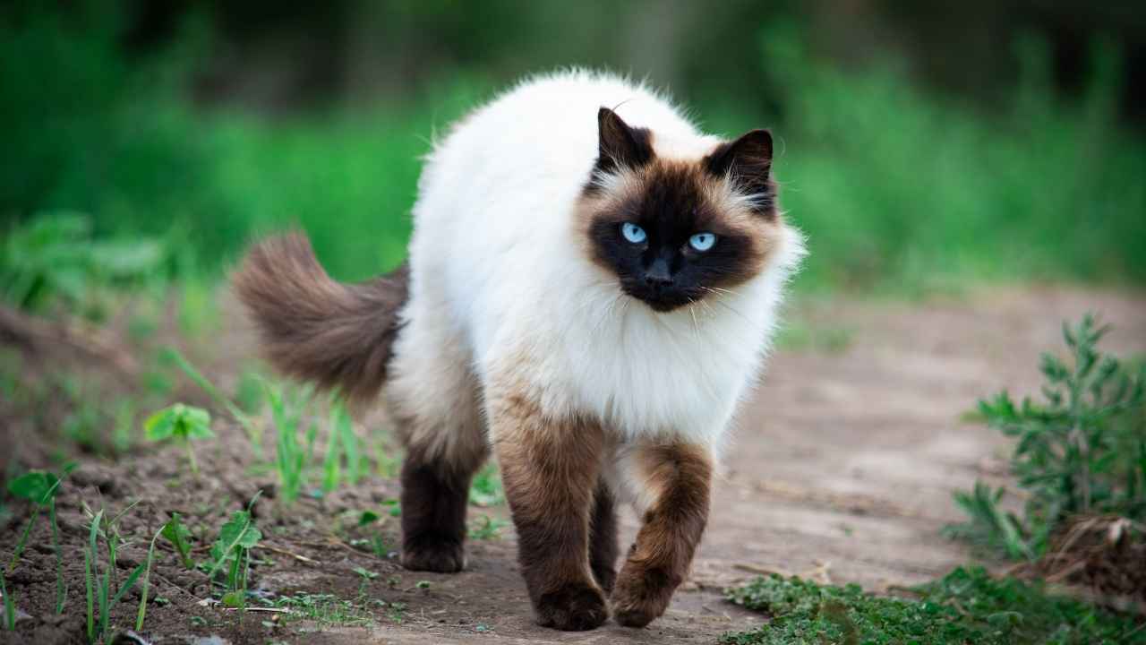 Himalayan