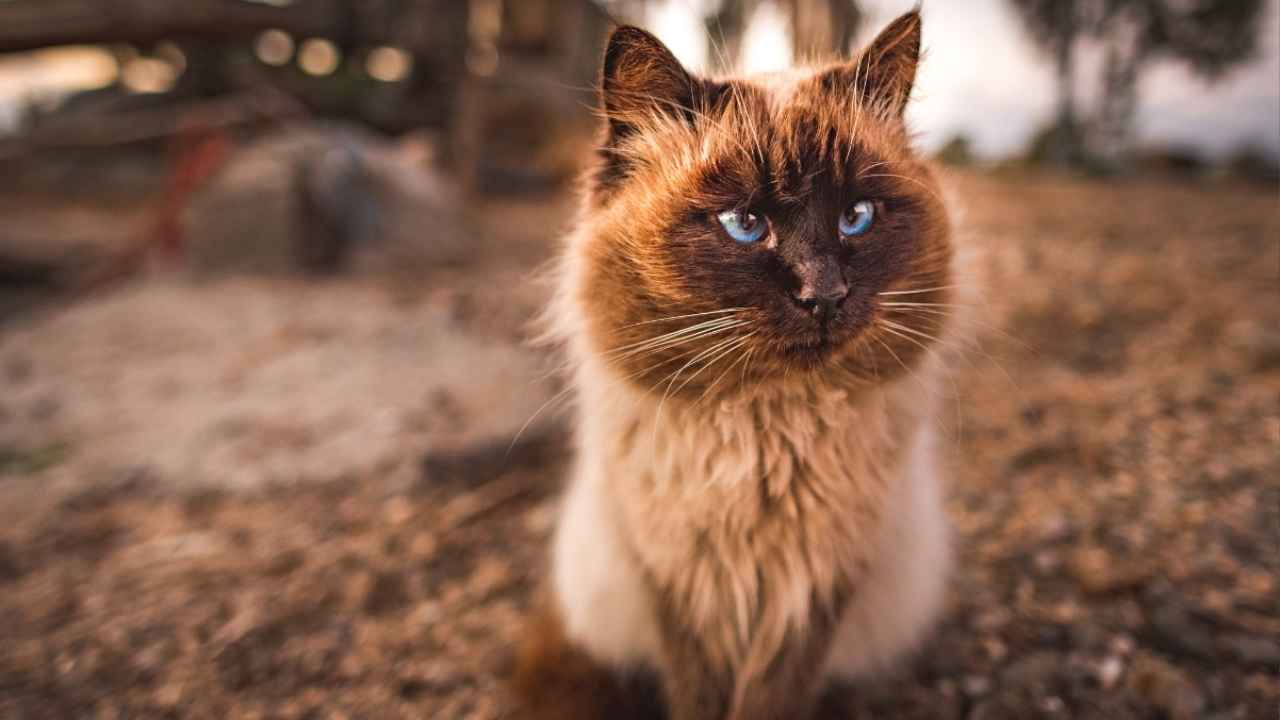 Himalayan