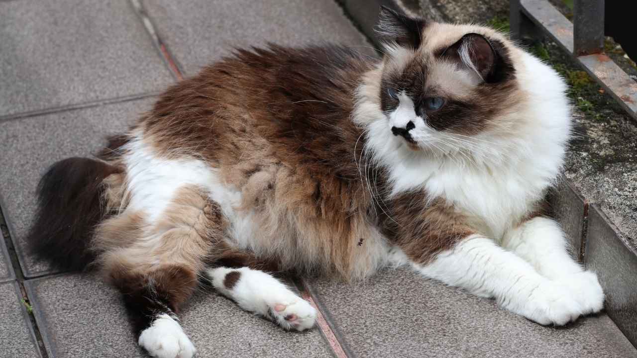Himalayan