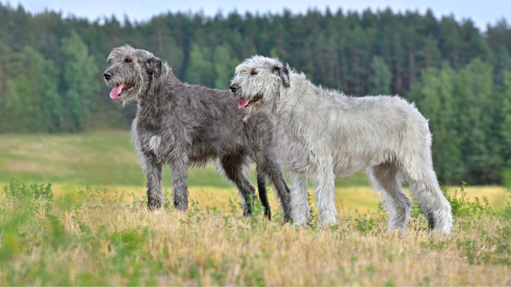 Irish Wolfhound