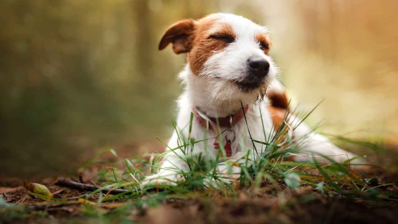 Jack Russell Terrier