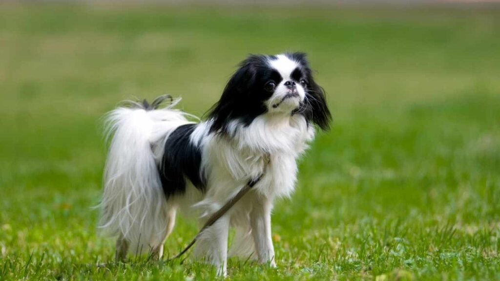 Japanese-Chin-1
