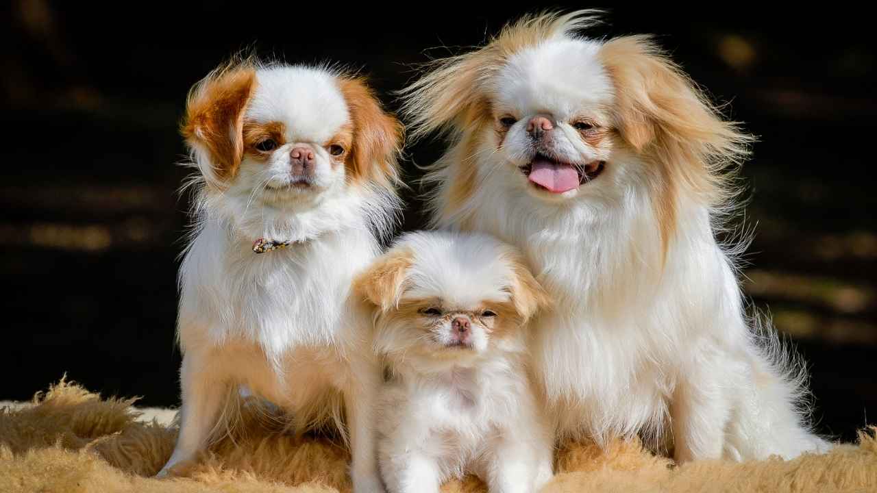 Rare Dog Breeds