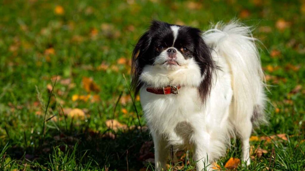 Japanese-Chin-9-3