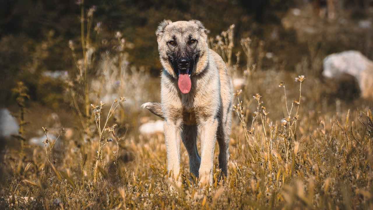 Kangal
