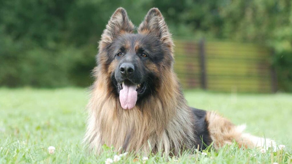 King-Shepherd