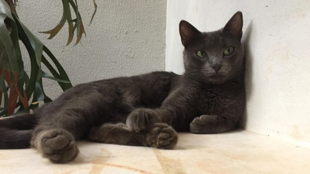 Korat cat