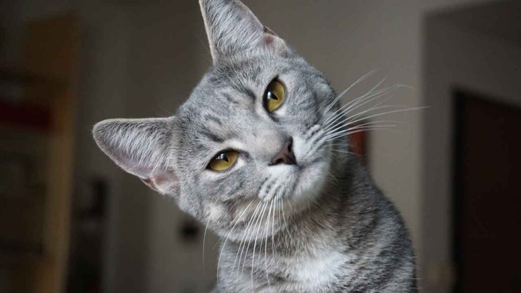 Korat