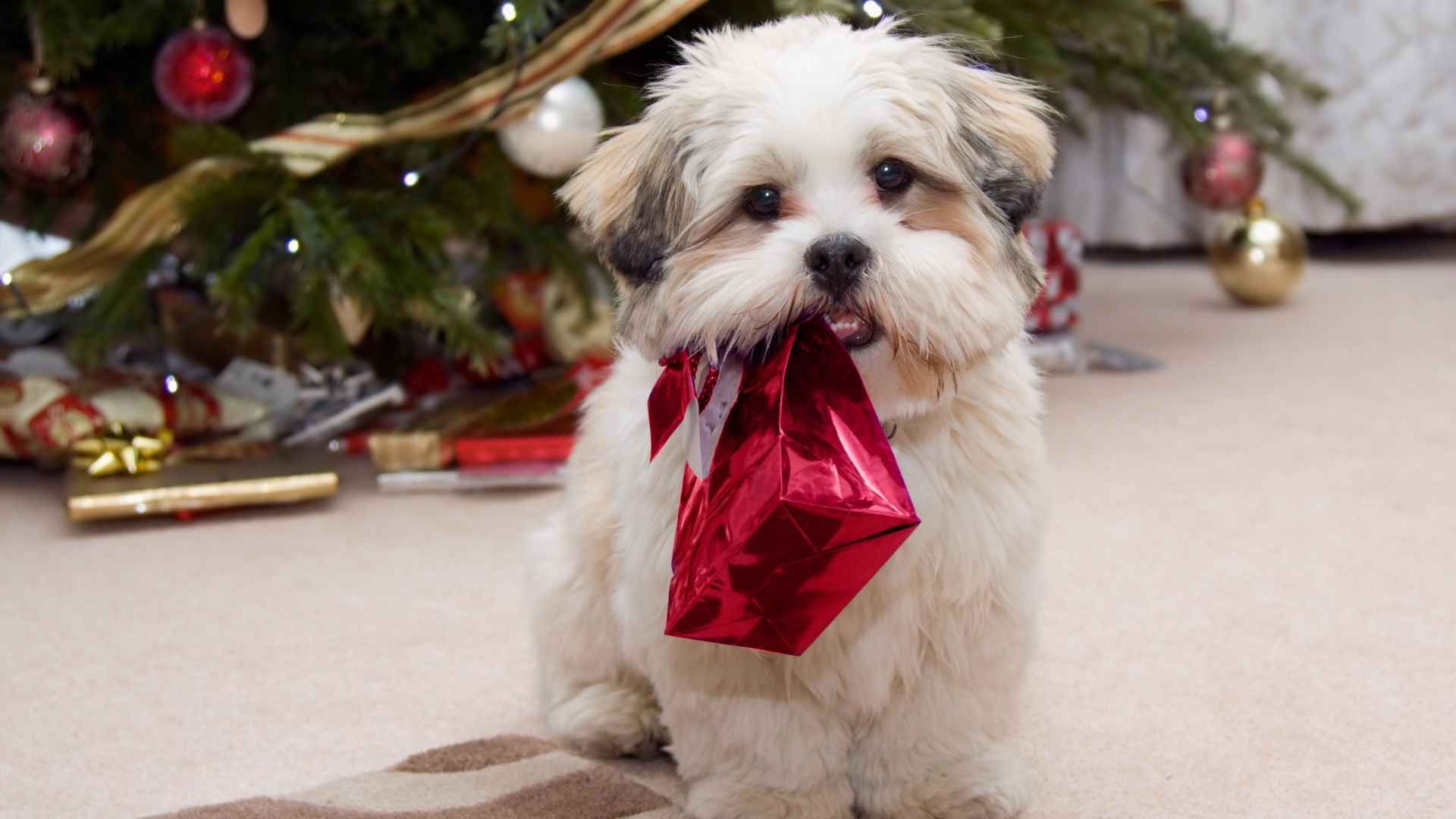 Lhasa Apso