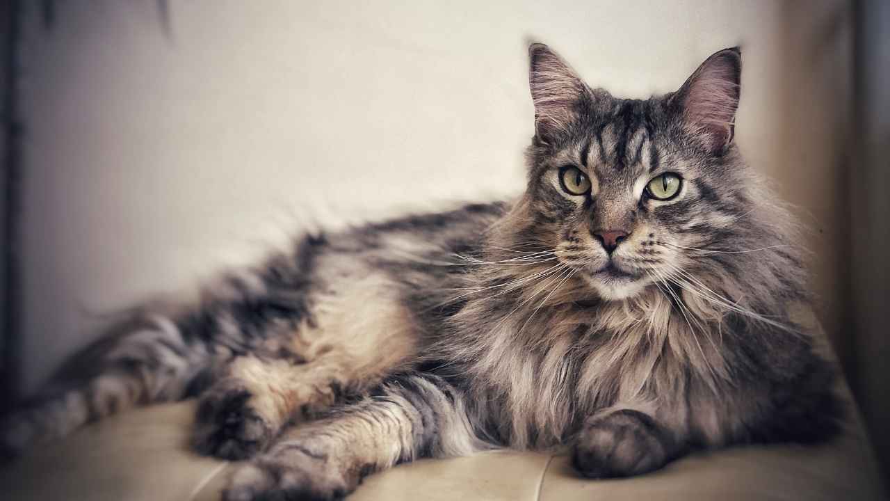 Maine Coon