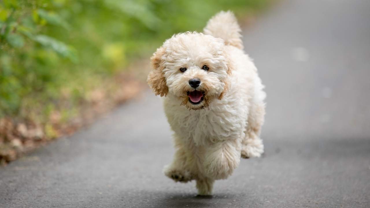 7 Cute Dog Breeds That Look Like Baby Pandas