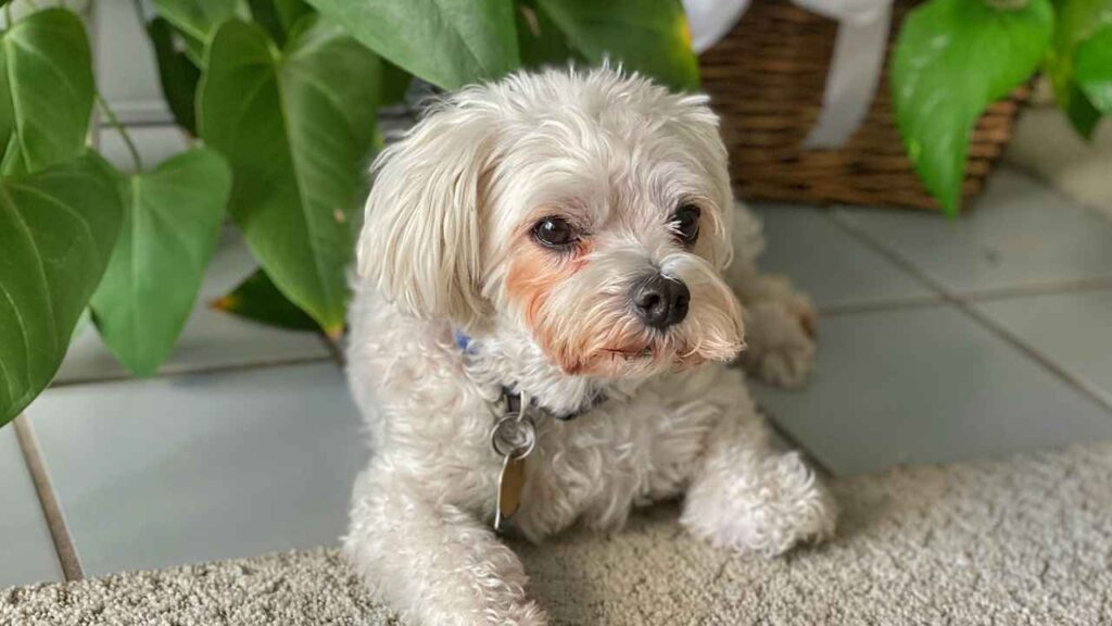 Maltipoo-8