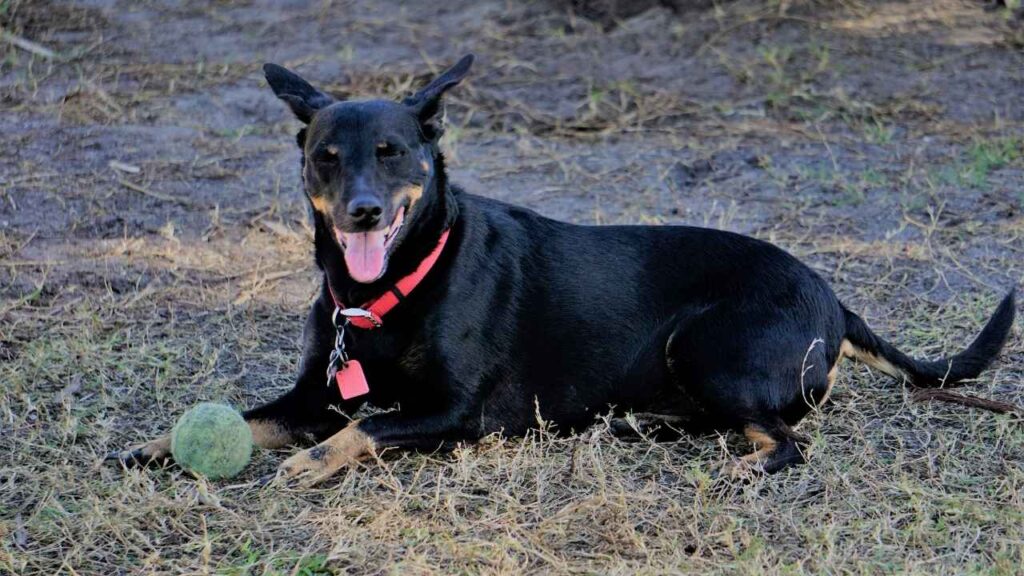 Manchester Terrier 