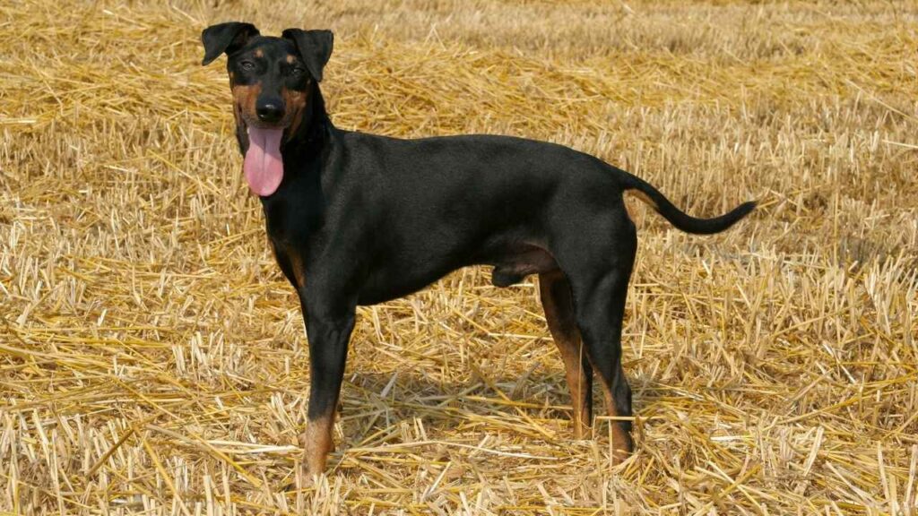 Manchester Terrier (Toy)