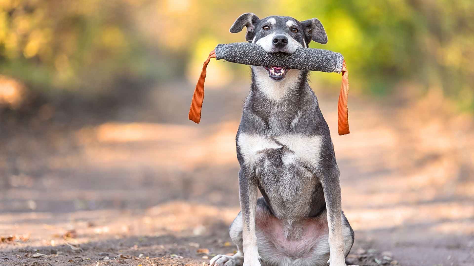 Most Intelligent Dog Breeds Ranked by Experts