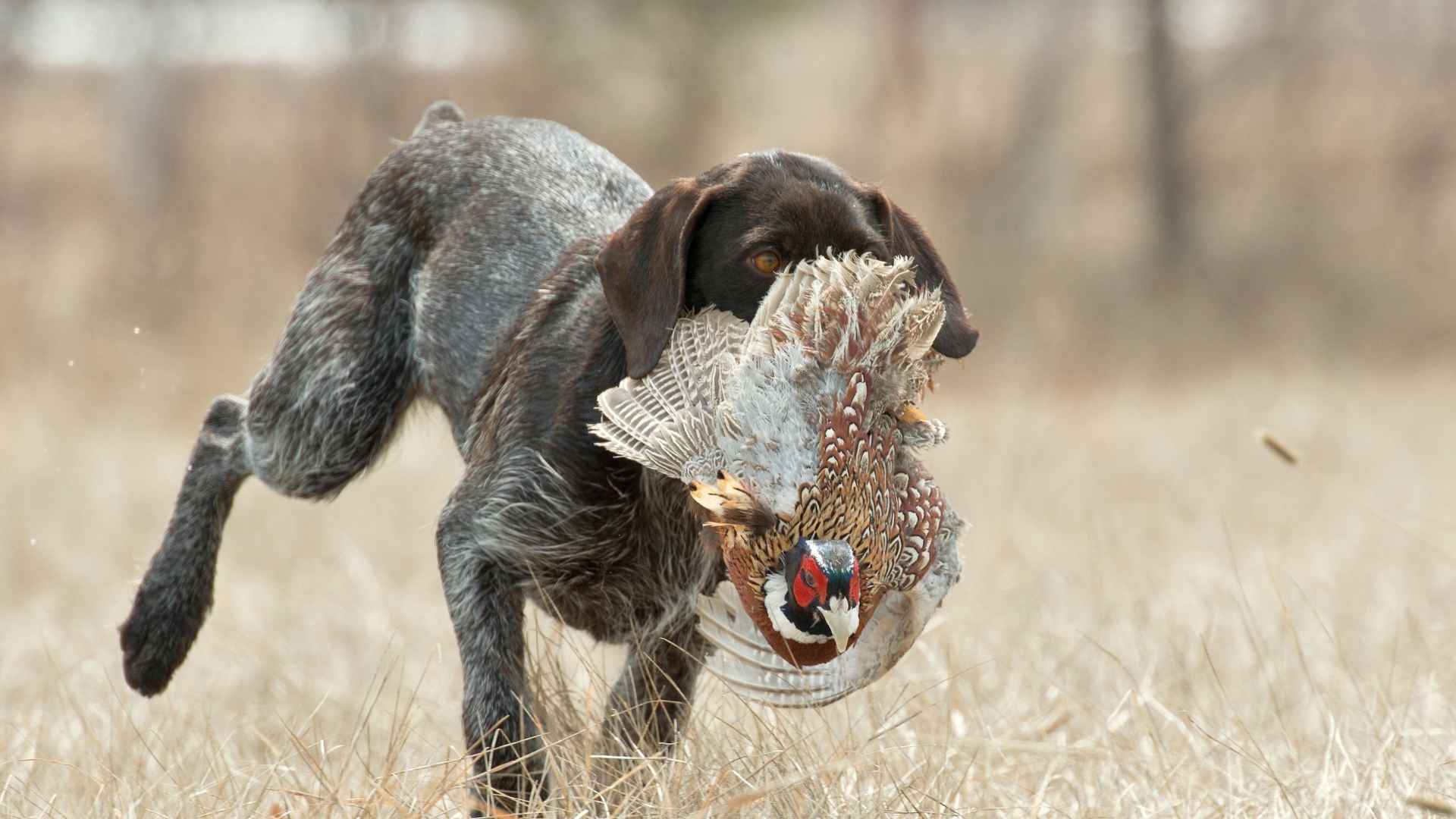 9 Best Hunting Hound Dog Breeds: Skilled Trackers and Pursuers