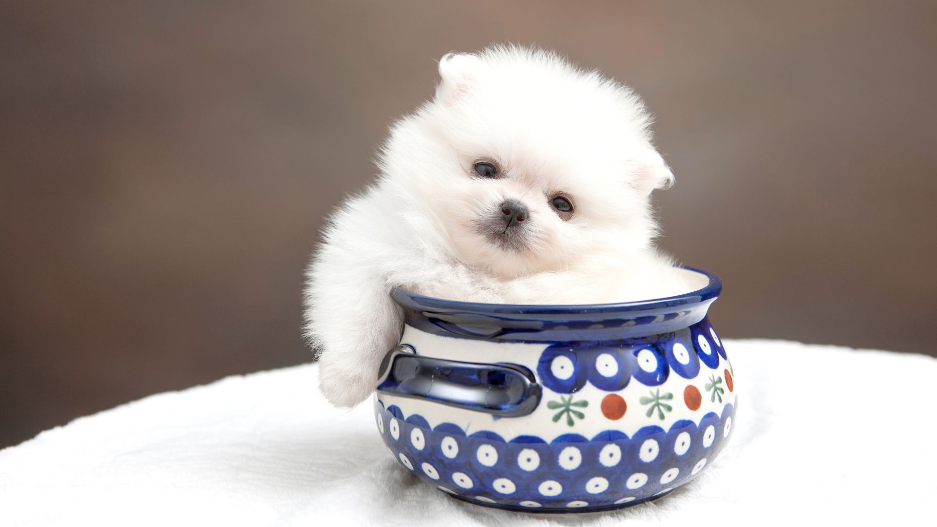 7 Smart Teacup Dog Breeds: Perfect Blend of Cuteness & Brain