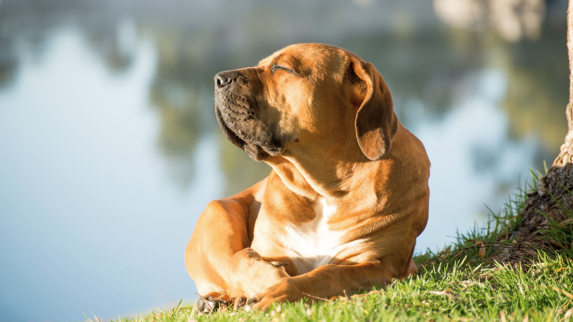 7 Dog Breeds That Do Well in Hot Weather and Warm Climates