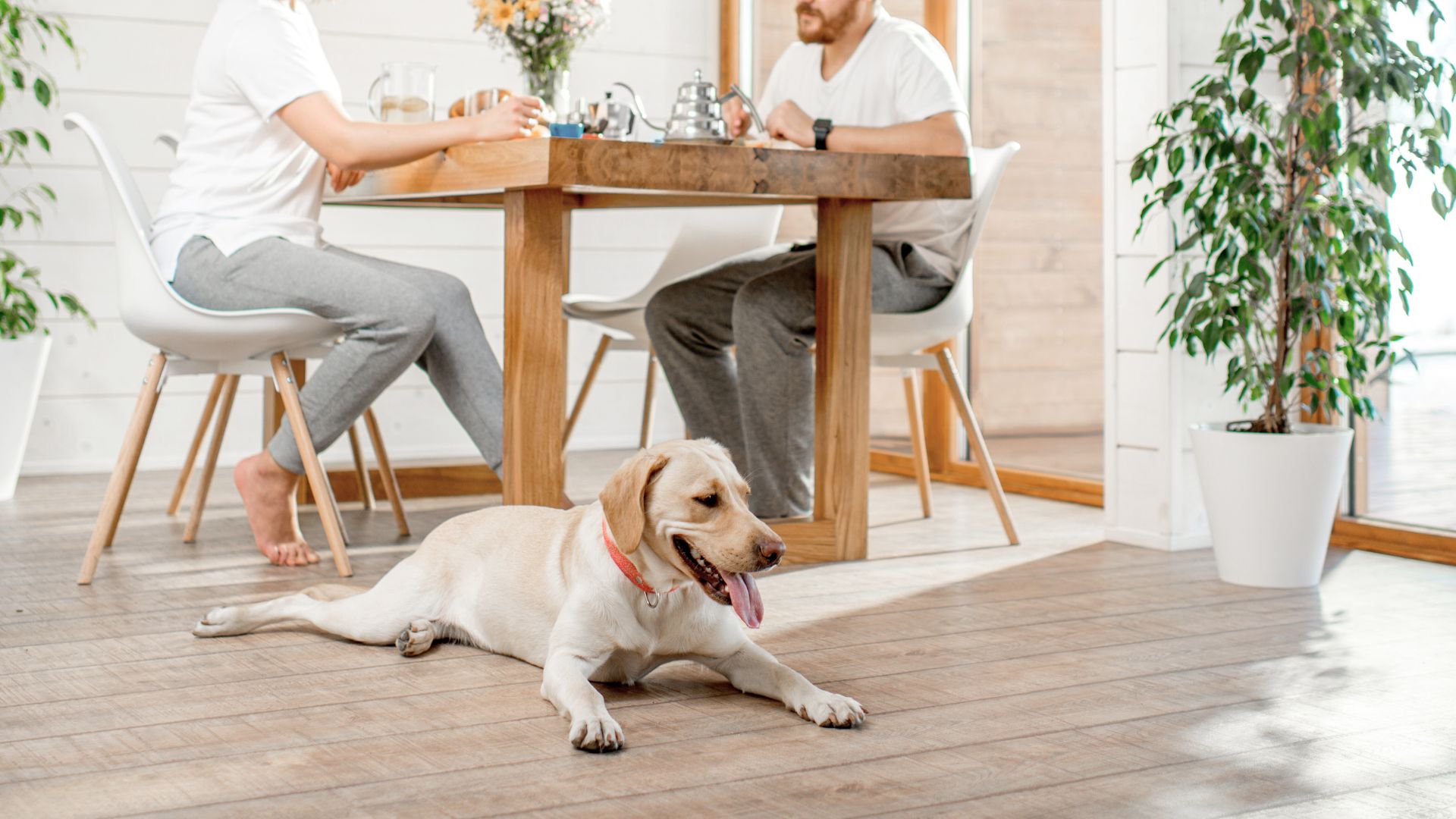 7 Best Guard Dog Breeds for Apartments: Safe, Secure, and Loving