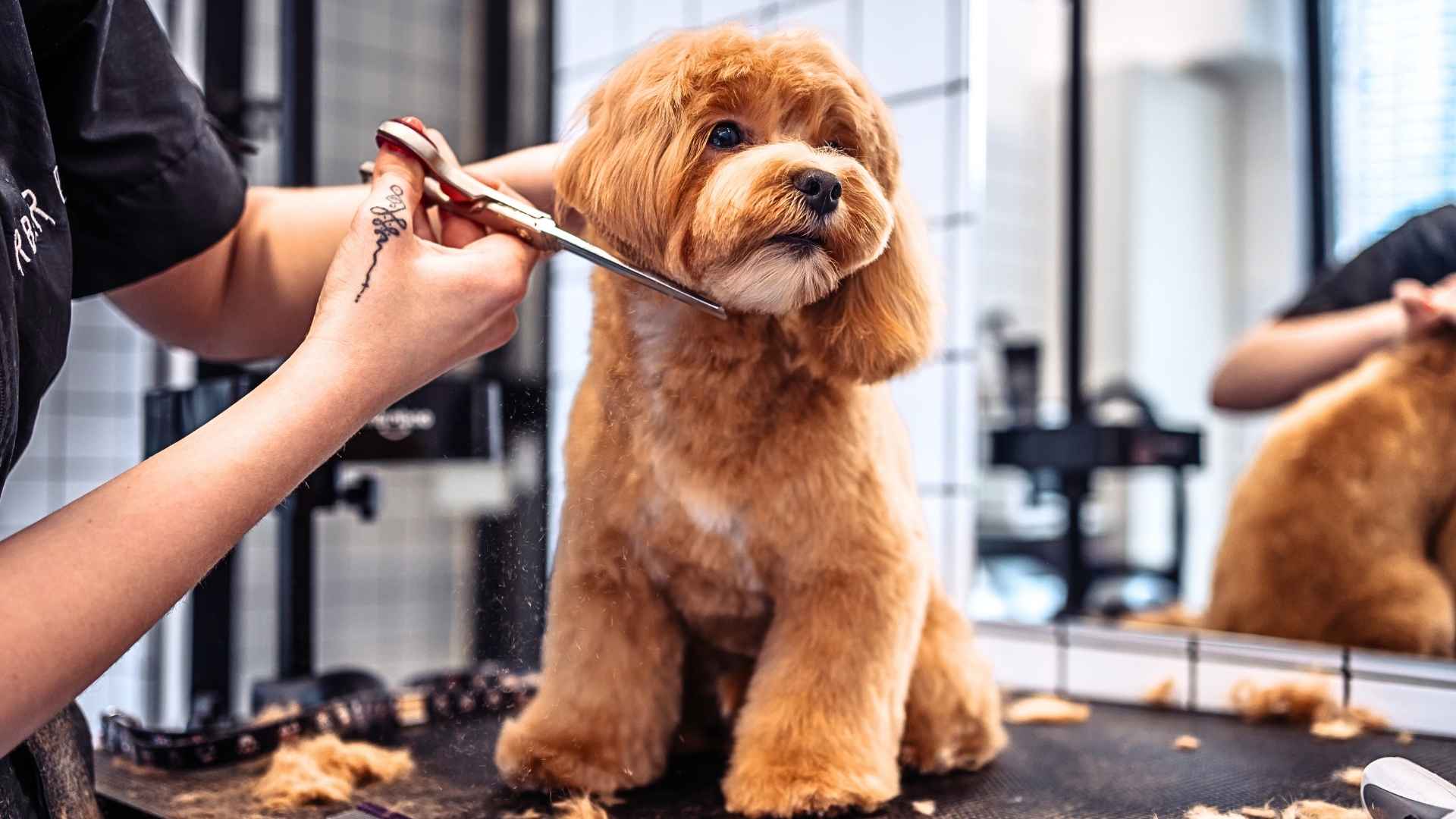 Thumbnail for Minimal Grooming Dog Breeds