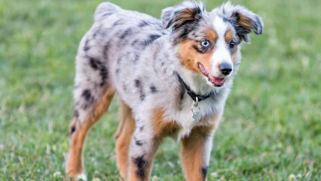 American Shepherd