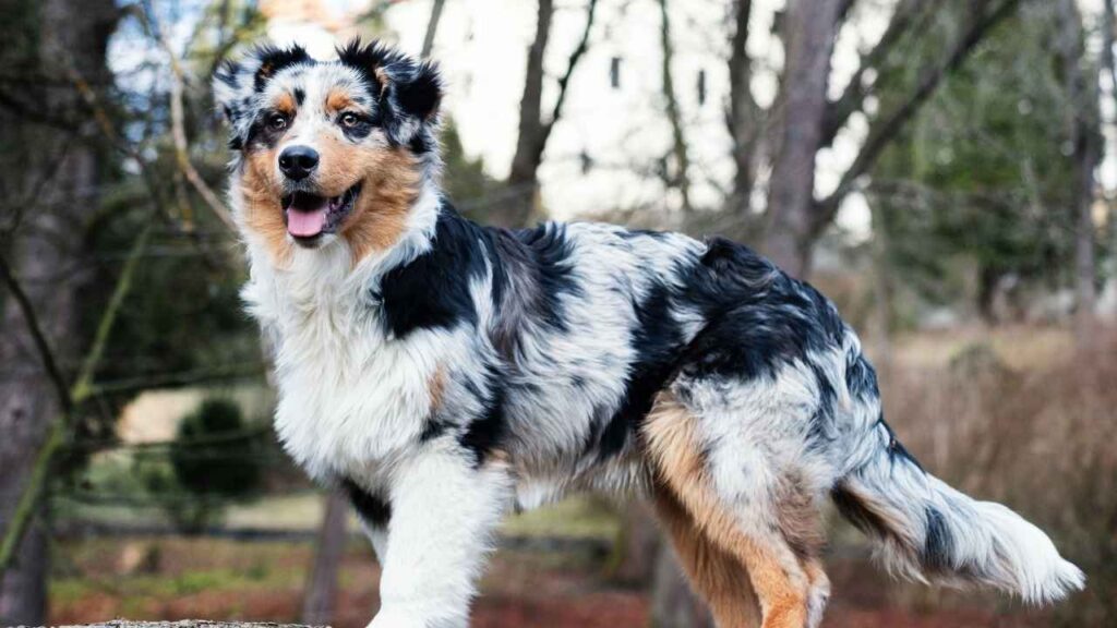 Miniature-American-Shepherd-8-2