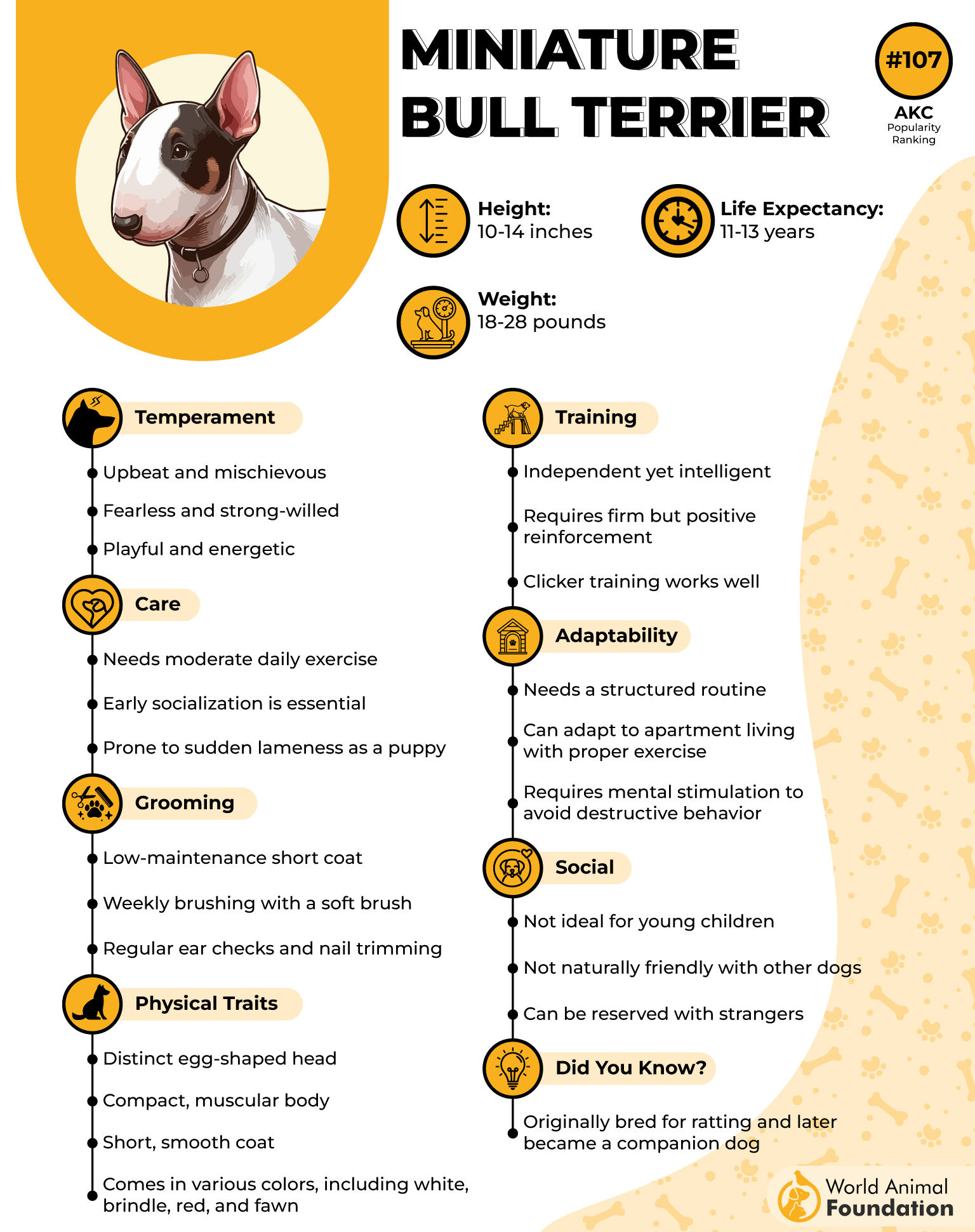 Miniature Bull Terrier Profile