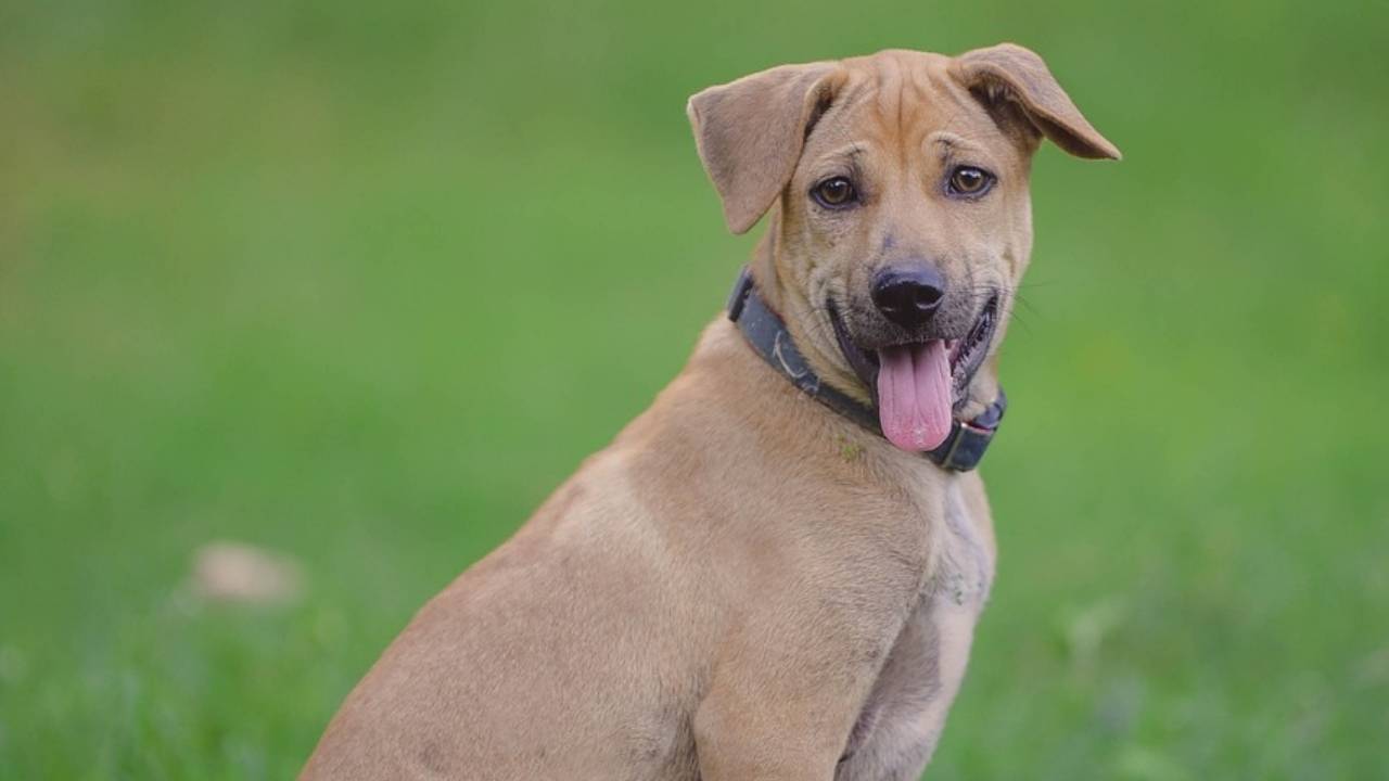 Black mouth Cur