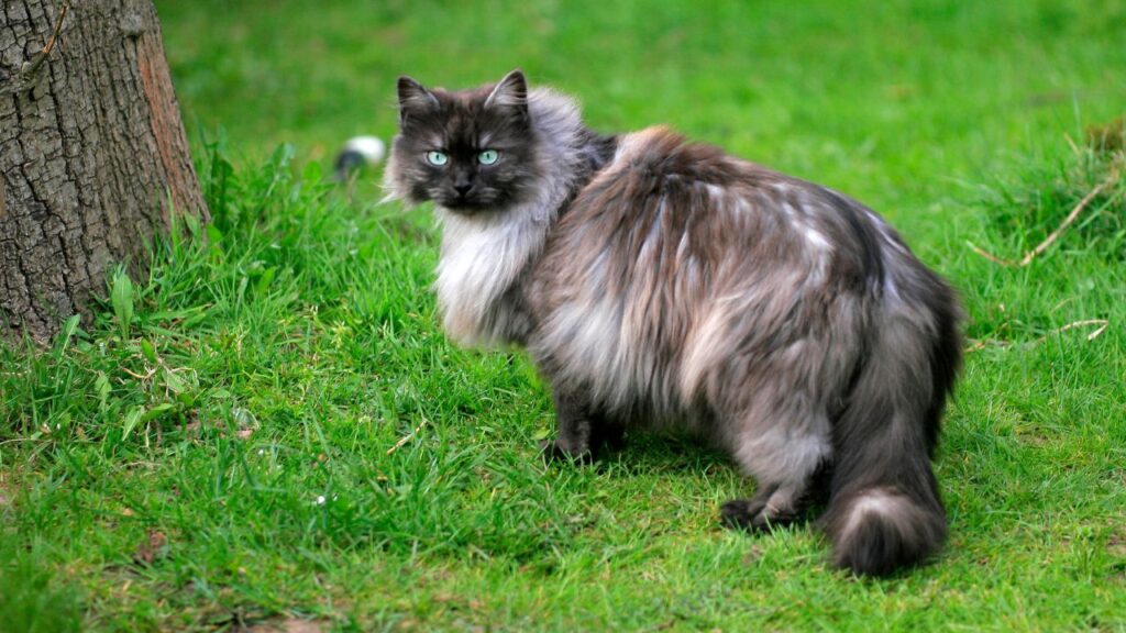 Nebelung cat