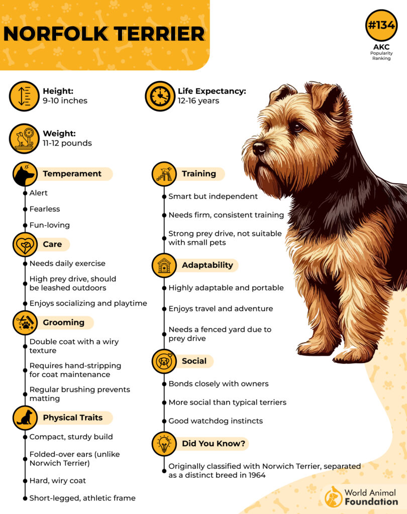 Norfolk terrier profile