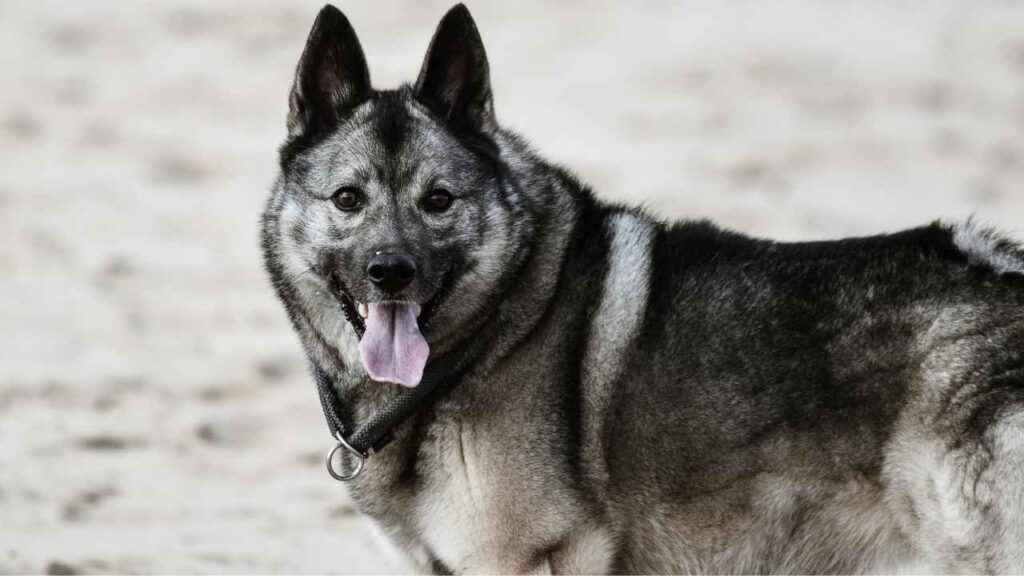 Norwegian Elkhound