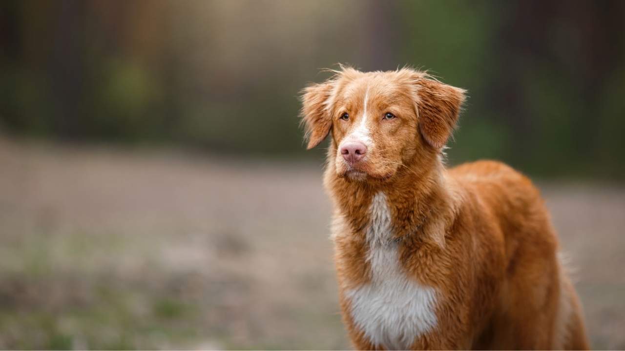 Nova Scotia Duck Tolling Retriever