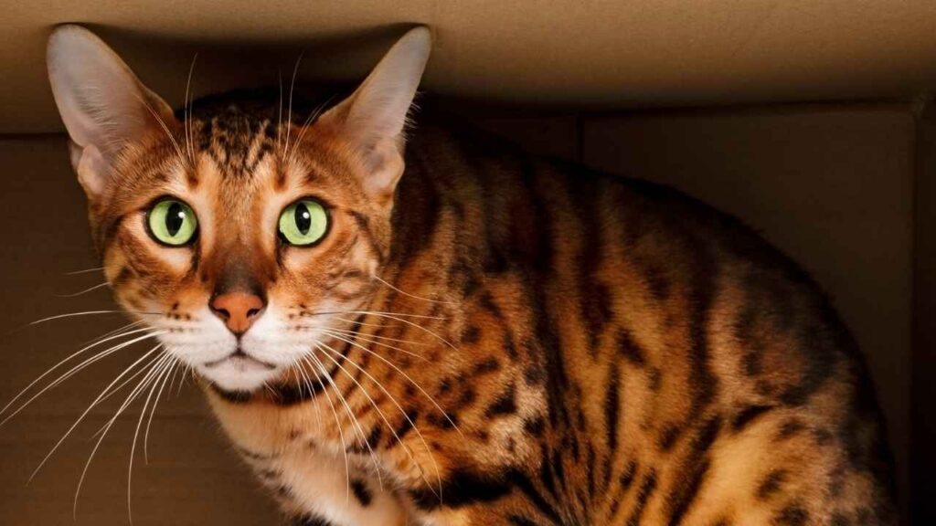 Ocicat