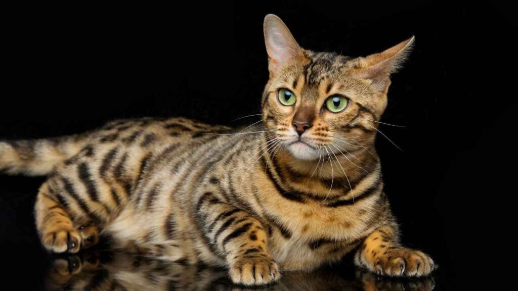 Ocicat
