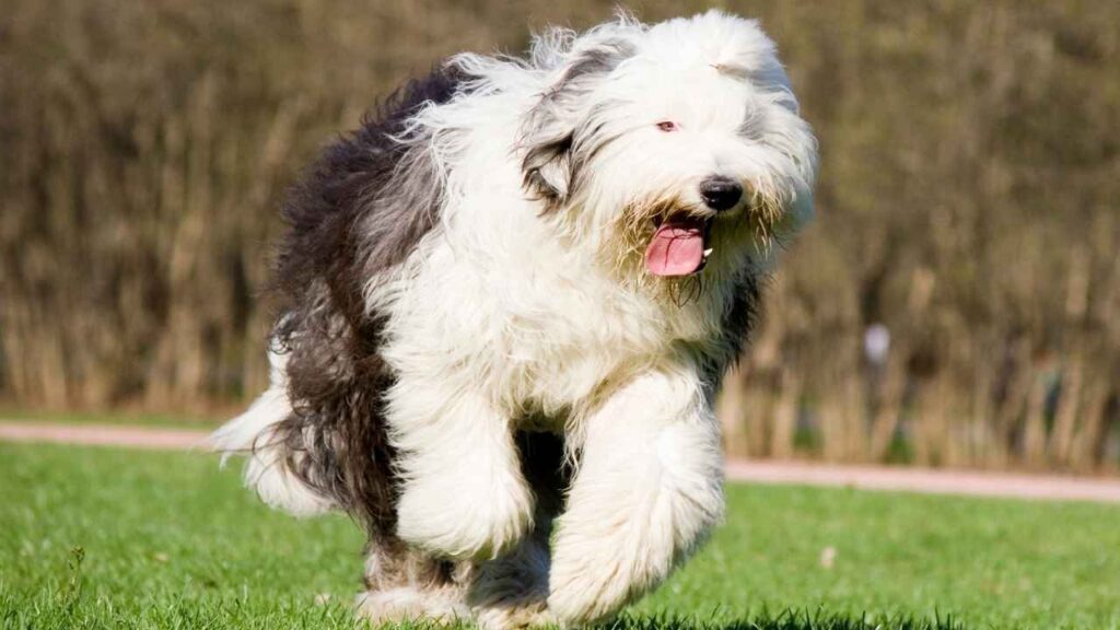 Old-English-Sheepdog-6-1