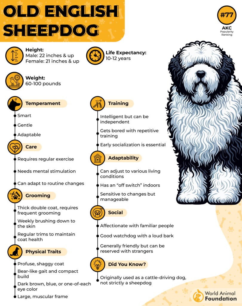 Old English Sheepdog Breed Profile-01