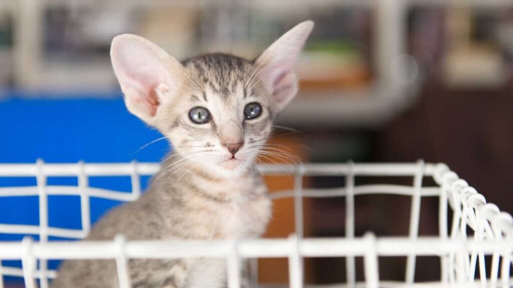 Oriental Shorthair