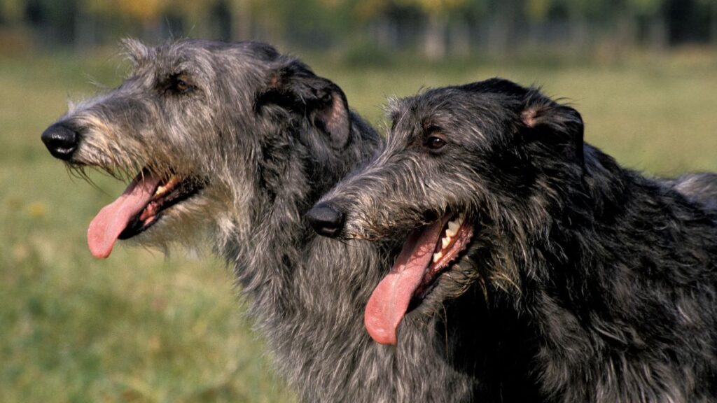 Pampas Deerhound