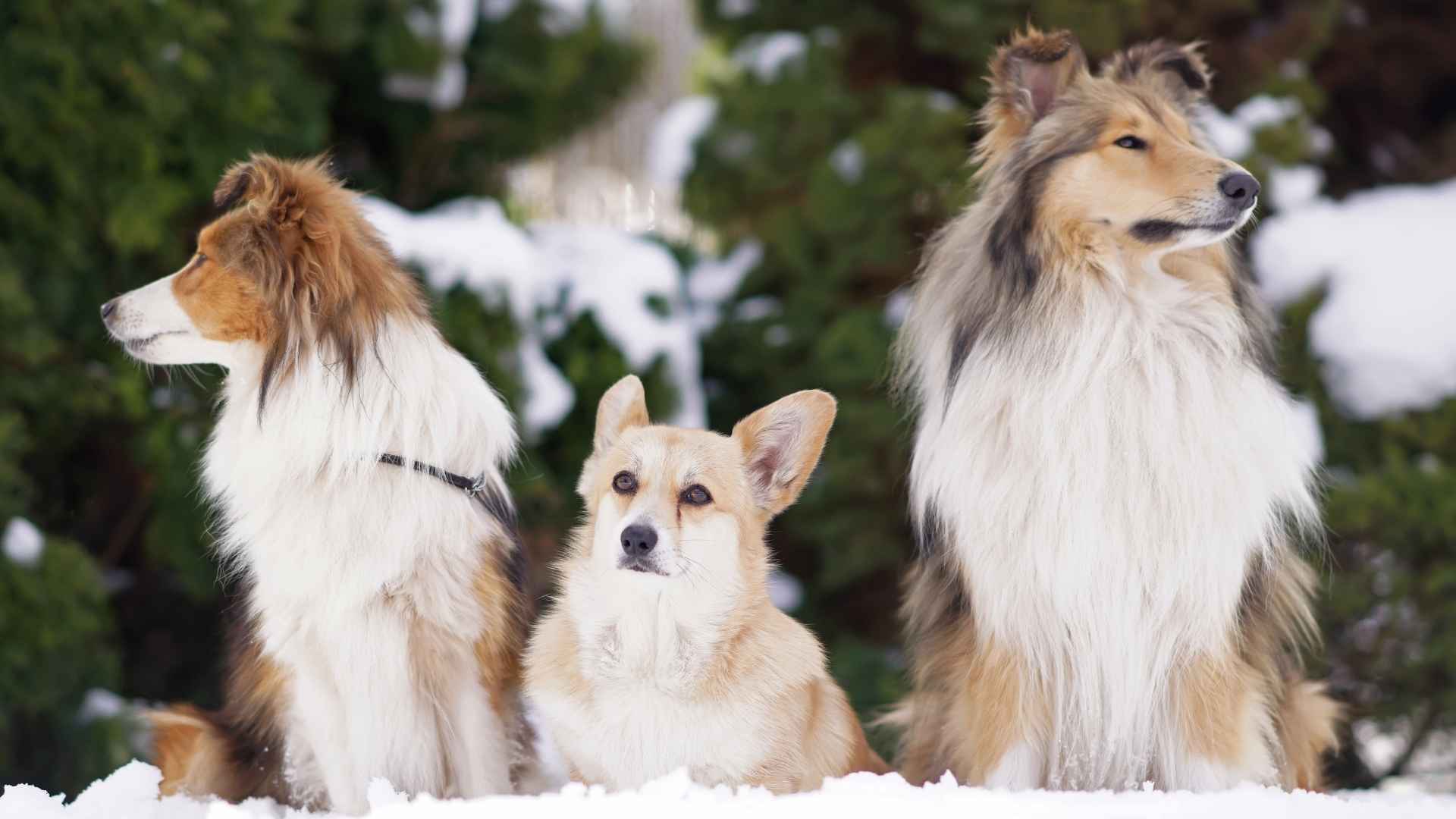 Pembroke Welsh Corgi