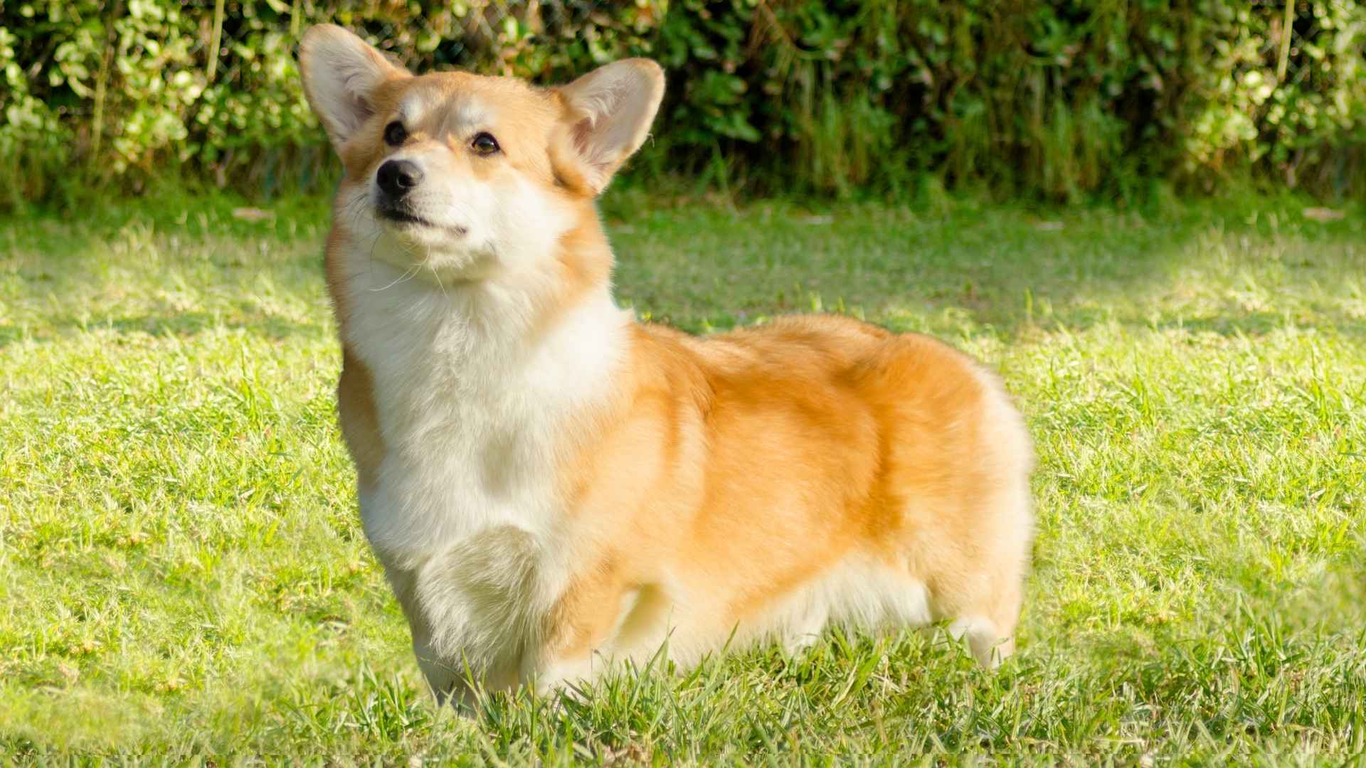 Pembroke Welsh Corgi