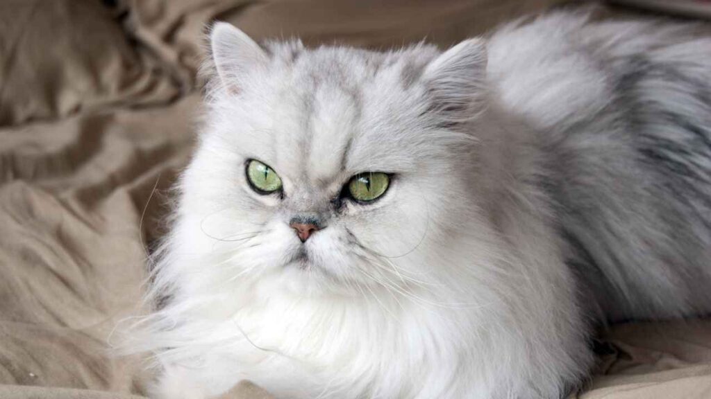 Persian
