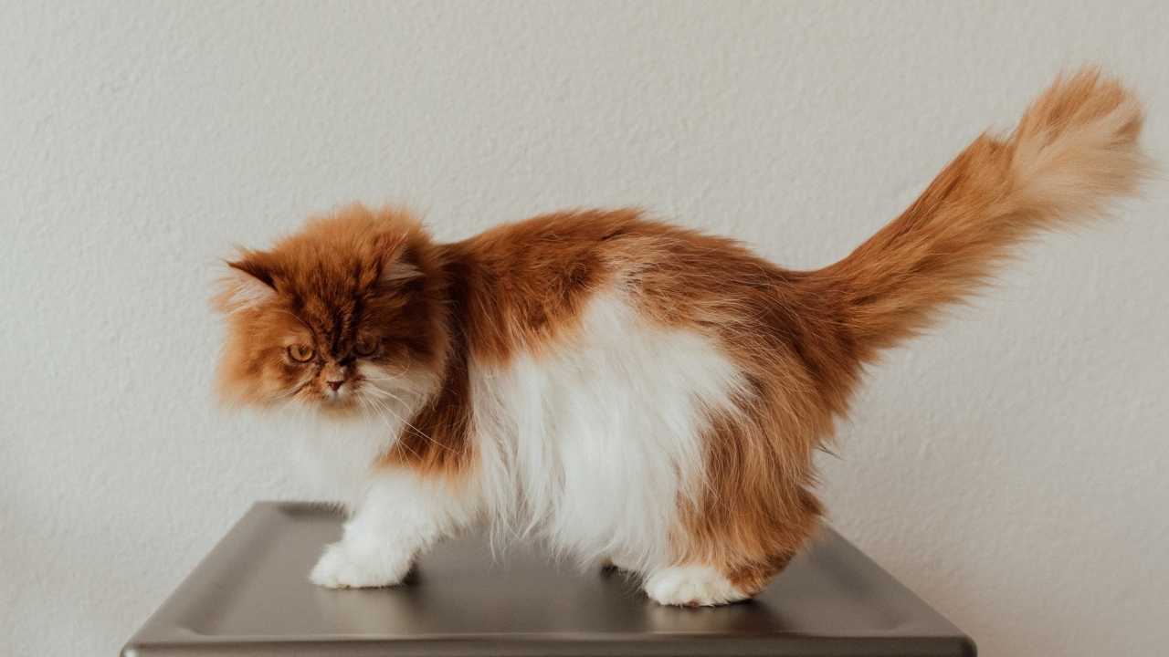 Persian