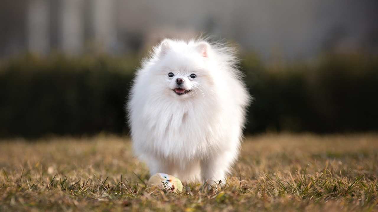 Pomeranian