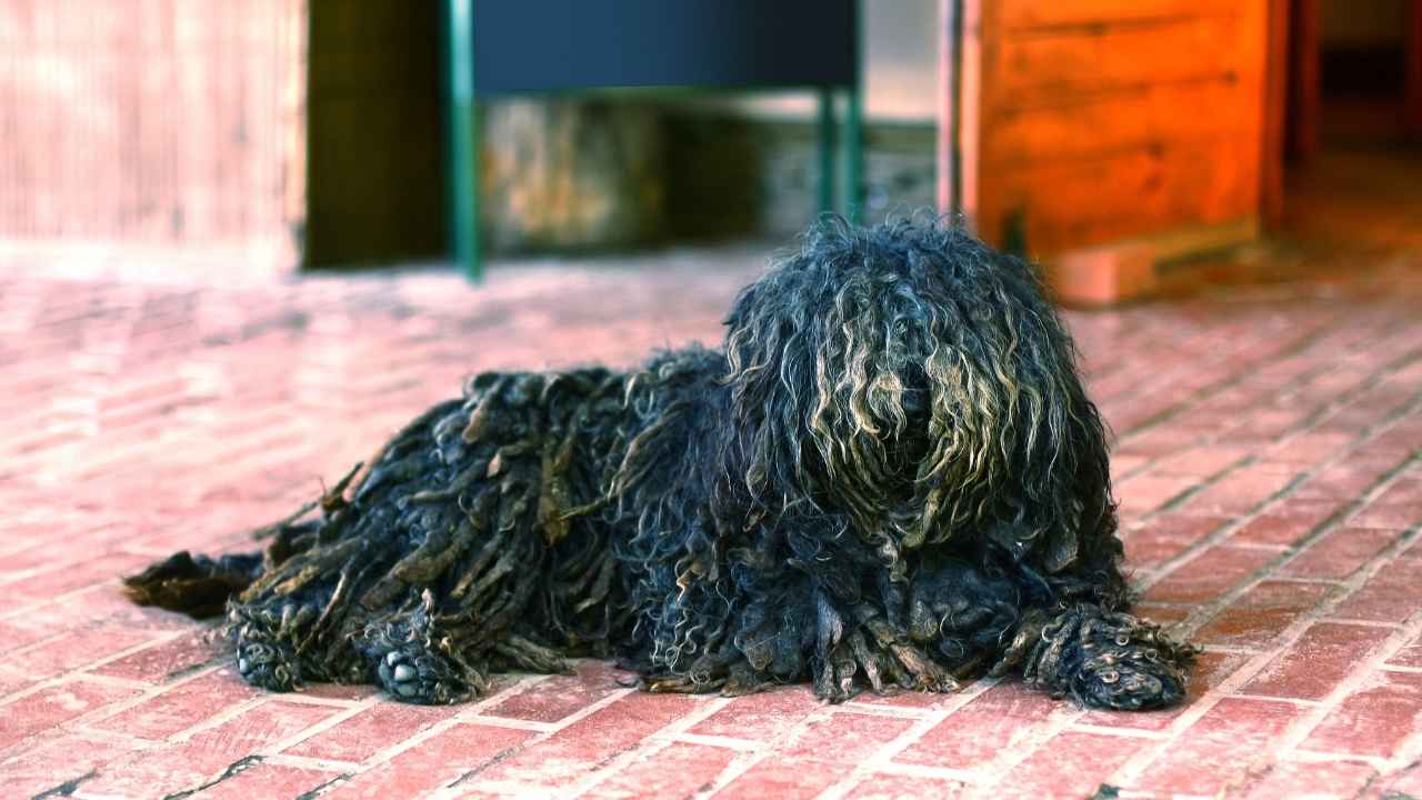 Puli