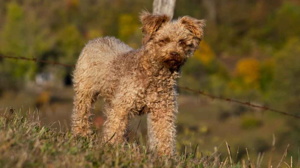 Pumi-1