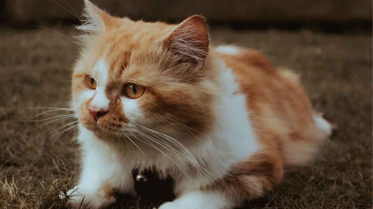 Ragamuffin