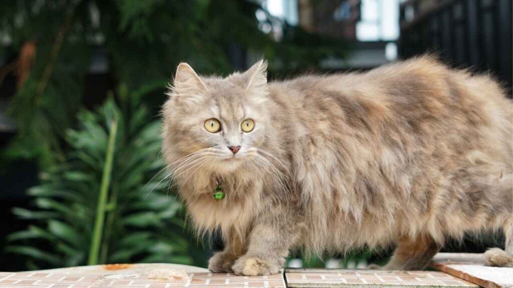 Ragamuffin